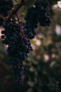 winnary wedding venue in Portugal